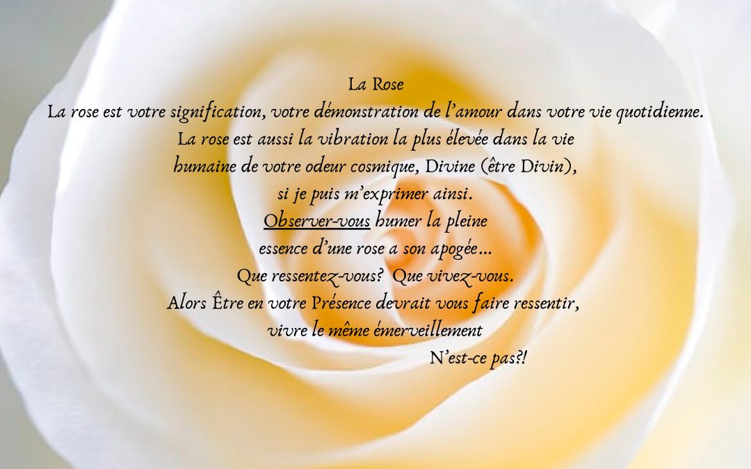 La Rose, La Rose est votre signification, votre démonstration de l’amour….